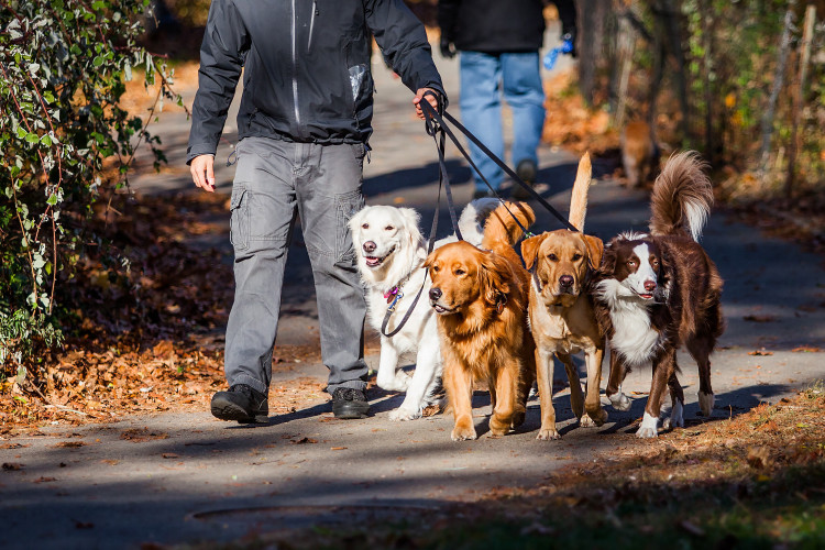 Man walking a pack of dogs
